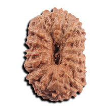 Load image into Gallery viewer, 15 Mukhi Indonesian Rudraksha - Bead No.304
