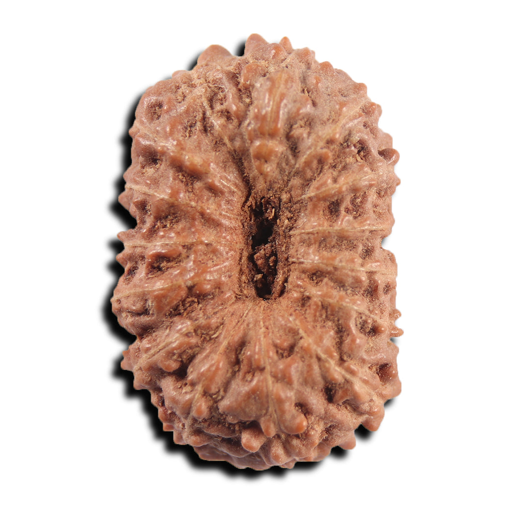 15 Mukhi Indonesian Rudraksha - Bead No.304