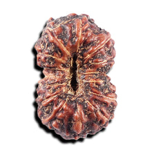 Load image into Gallery viewer, 15 Mukhi Indonesian Rudraksha - Bead No. 305
