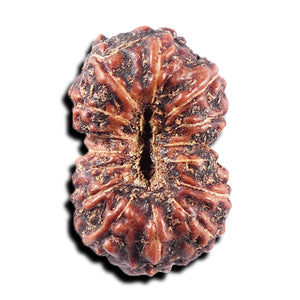 15 Mukhi Indonesian Rudraksha - Bead No. 305