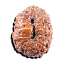 Load image into Gallery viewer, 15 Mukhi Indonesian Rudraksha - Bead No. 306
