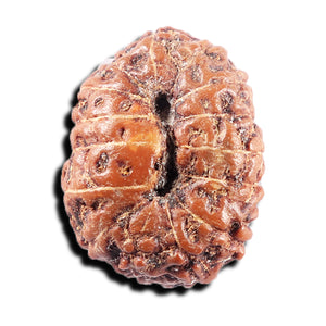 15 Mukhi Indonesian Rudraksha - Bead No. 306