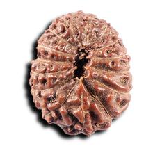 Load image into Gallery viewer, 15 Mukhi Indonesian Rudraksha - Bead No.307
