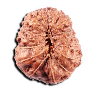 15 Mukhi Indonesian Rudraksha - Bead No. 308