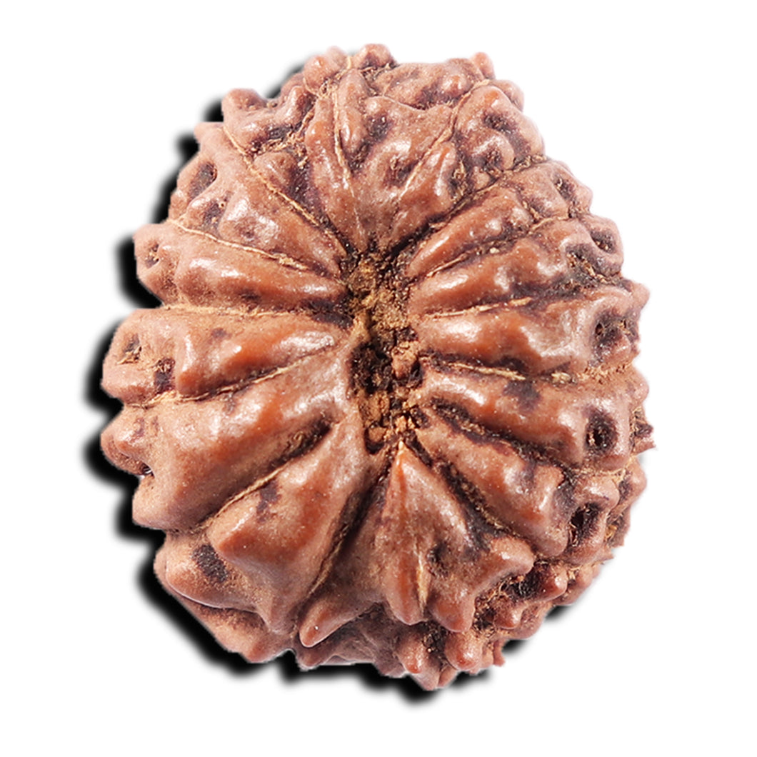 15 Mukhi Indonesian Rudraksha - Bead No. 309