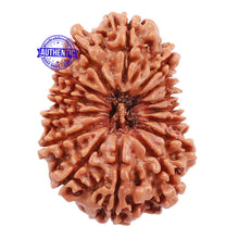 Load image into Gallery viewer, 15 Mukhi Rudraksha from Nepal - Bead No. 42
