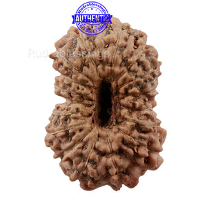 16 Mukhi Rudraksha from Indonesia - Bead No. 205