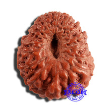 Load image into Gallery viewer, 16 Mukhi Rudraksha from Indonesia - Bead No 266
