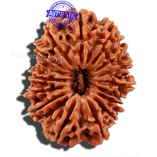 Load image into Gallery viewer, 16 Mukhi Rudraksha from Nepal - Bead No. 66
