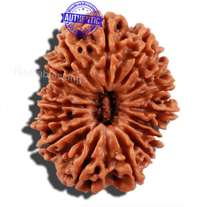 16 Mukhi Rudraksha from Nepal - Bead No. 66