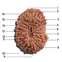 Load image into Gallery viewer, 16 Mukhi Rudraksha from Indonesia - Bead No 323
