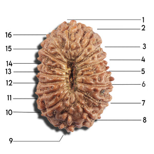 16 Mukhi Rudraksha from Indonesia - Bead No 324