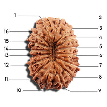 Load image into Gallery viewer, 16 Mukhi Rudraksha from Indonesia - Bead No 325
