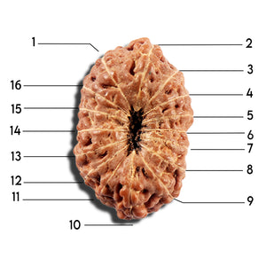 16 Mukhi Rudraksha from Indonesia - Bead No 326