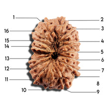 Load image into Gallery viewer, 16 Mukhi Rudraksha from Indonesia - Bead No 327
