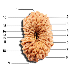 16 Mukhi Rudraksha from Indonesia - Bead No. 328