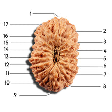 Load image into Gallery viewer, 16 Mukhi Rudraksha from Indonesia - Bead No 329
