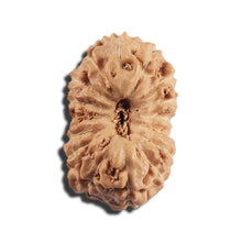 Load image into Gallery viewer, 16 Mukhi Rudraksha from Indonesia - Bead No 322
