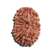 Load image into Gallery viewer, 16 Mukhi Rudraksha from Indonesia - Bead No 323
