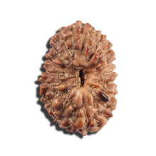 Load image into Gallery viewer, 16 Mukhi Rudraksha from Indonesia - Bead No 324
