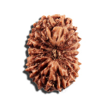 Load image into Gallery viewer, 16 Mukhi Rudraksha from Indonesia - Bead No 325
