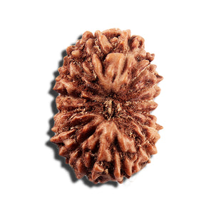 16 Mukhi Rudraksha from Indonesia - Bead No 325