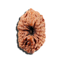 Load image into Gallery viewer, 16 Mukhi Rudraksha from Indonesia - Bead No 326
