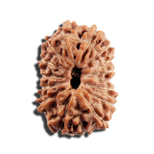 Load image into Gallery viewer, 16 Mukhi Rudraksha from Indonesia - Bead No 327
