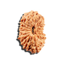 Load image into Gallery viewer, 16 Mukhi Rudraksha from Indonesia - Bead No. 328
