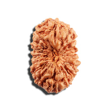 Load image into Gallery viewer, 16 Mukhi Rudraksha from Indonesia - Bead No 329
