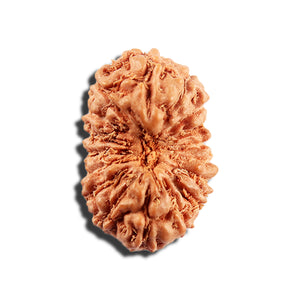 16 Mukhi Rudraksha from Indonesia - Bead No 329