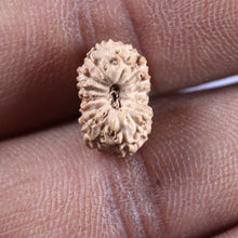 Load image into Gallery viewer, 16 Mukhi Rudraksha from Indonesia - Bead No 322
