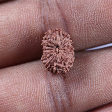 Load image into Gallery viewer, 16 Mukhi Rudraksha from Indonesia - Bead No 323
