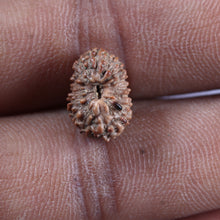 Load image into Gallery viewer, 16 Mukhi Rudraksha from Indonesia - Bead No 324
