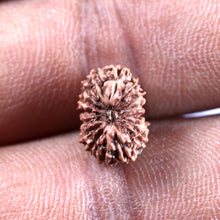 Load image into Gallery viewer, 16 Mukhi Rudraksha from Indonesia - Bead No 325
