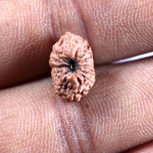 Load image into Gallery viewer, 16 Mukhi Rudraksha from Indonesia - Bead No 326
