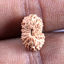 Load image into Gallery viewer, 16 Mukhi Rudraksha from Indonesia - Bead No. 328
