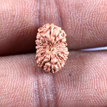 Load image into Gallery viewer, 16 Mukhi Rudraksha from Indonesia - Bead No 329
