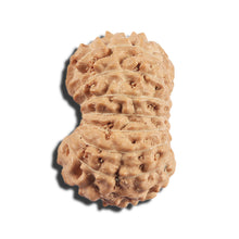 Load image into Gallery viewer, 16 Mukhi Rudraksha from Indonesia - Bead No 322
