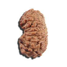 Load image into Gallery viewer, 16 Mukhi Rudraksha from Indonesia - Bead No 324
