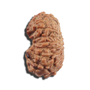 16 Mukhi Rudraksha from Indonesia - Bead No 324