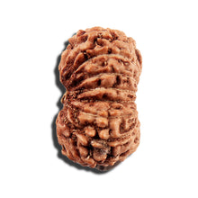 Load image into Gallery viewer, 16 Mukhi Rudraksha from Indonesia - Bead No 325
