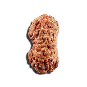 16 Mukhi Rudraksha from Indonesia - Bead No 326