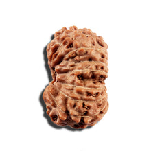 Load image into Gallery viewer, 16 Mukhi Rudraksha from Indonesia - Bead No 327
