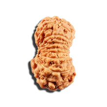 Load image into Gallery viewer, 16 Mukhi Rudraksha from Indonesia - Bead No. 328
