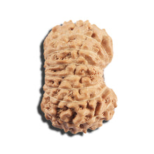 Load image into Gallery viewer, 16 Mukhi Rudraksha from Indonesia - Bead No 322
