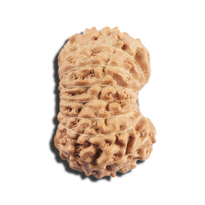 16 Mukhi Rudraksha from Indonesia - Bead No 322