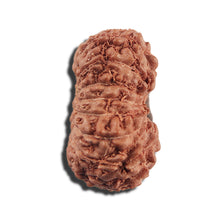 Load image into Gallery viewer, 16 Mukhi Rudraksha from Indonesia - Bead No 323
