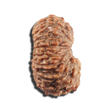 Load image into Gallery viewer, 16 Mukhi Rudraksha from Indonesia - Bead No 324
