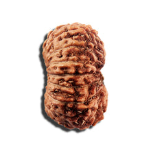 Load image into Gallery viewer, 16 Mukhi Rudraksha from Indonesia - Bead No 325
